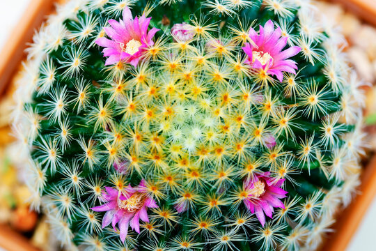 beautiful pink blooming cactus flower