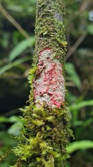 Red and white fungus growing in the side of a mossy three-branch