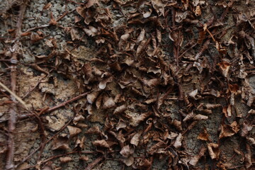 Closeup on dry plants on the wall 