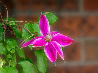 Lovely Clematis