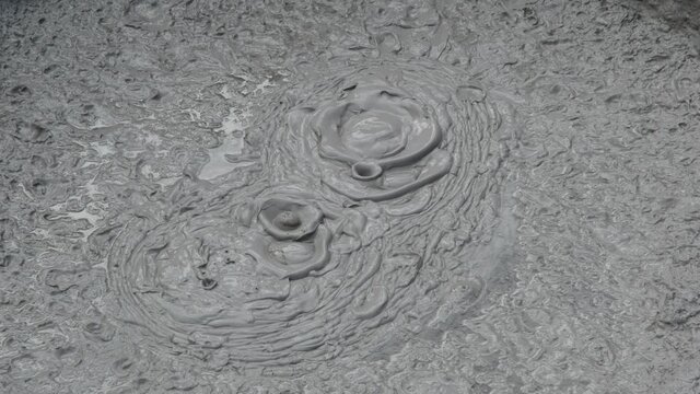 Brown young bear playing in the water