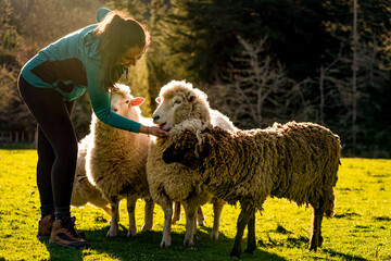 Young woman feeding sheep on farmland