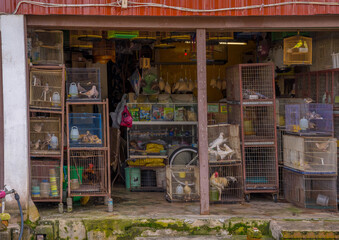 Bird and animal shop in Asia. Birds in  kept in cages. Pet shop business. Asia. . 