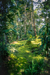 Fototapeta na wymiar Rainforest in Malaysia