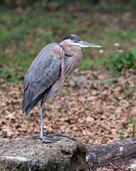 Blue Heron stock photos. Blue Heron  close-up profile view standing on a rock by the water with a blur background in its environment and habitat displaying blue feather plumage. Image. Picture.