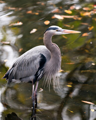Blue Heron stock photos. Close-up profile view standing in the water with a blur water background displaying blue feather plumage, head, beak, eye, legs. in its environment and habitat. Image. Picture