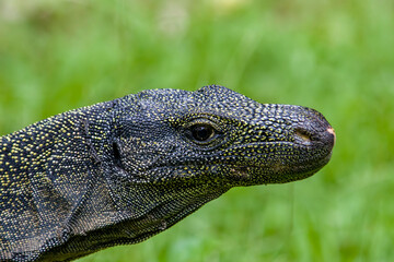 Salvadori's monitor (Varanus salvadorii) is one of the longest lizards in the world
It is an arboreal lizard with a dark green body marked with bands of yellowish spots.
