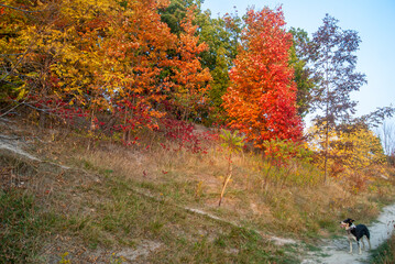 Obraz premium Beautiful Autumn in Toronto