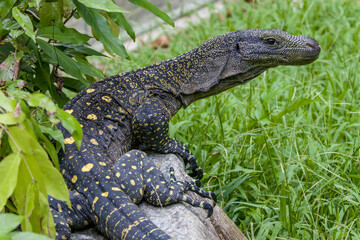 Salvadori's monitor (Varanus salvadorii) is one of the longest lizards in the world
It is an...