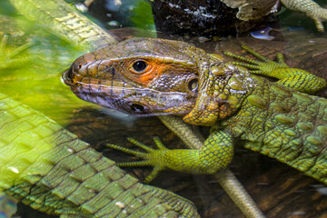 The Northern caiman lizard lies on the trunk. 
It is a species of lizard found in northern South...