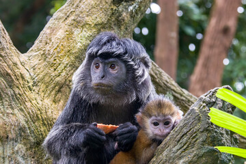 The female Javan lutung (Trachypithecus auratus) and baby's closeup image,  also known as the ebony lutung and Javan langur, is an Old World monkey from the Colobinae subfamily