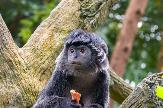 The Javan lutung (Trachypithecus auratus) closeup image,  also known as the ebony lutung and Javan langur, is an Old World monkey from the Colobinae subfamily