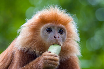 Naklejka premium The Javan lutung (Trachypithecus auratus) closeup image, also known as the ebony lutung and Javan langur, is an Old World monkey from the Colobinae subfamily