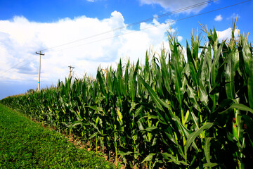 Obraz premium Corn fields, the harvest scene