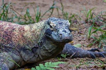 The Komodo dragon rests on the ground.
it is also known as the Komodo monitor, a species of lizard...