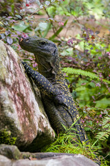 Salvadori's monitor (Varanus salvadorii) is one of the longest lizards in the world
It is an...