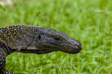 Salvadori's monitor (Varanus salvadorii) is one of the longest lizards in the world
It is an arboreal lizard with a dark green body marked with bands of yellowish spots.
