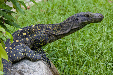 Salvadori's monitor (Varanus salvadorii) is one of the longest lizards in the world
It is an arboreal lizard with a dark green body marked with bands of yellowish spots.

