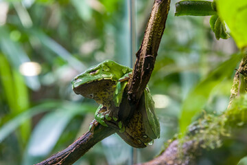 The giant monkey frog (Phyllomedusa bicolor) is a species of leaf frog. It can be found in the Amazon basin of Brazil, Colombia, Bolivia, and Peru.
it is a nocturnal, arboreal frog
