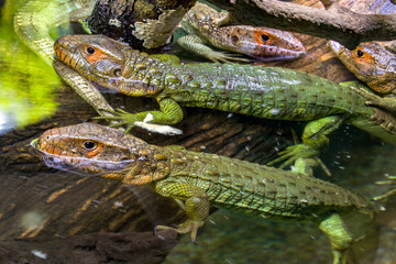 The Northern caiman lizard lies on the trunk. 
It is a species of lizard found in northern South America.
The body of the caiman lizard is very similar to that of a crocodile. 