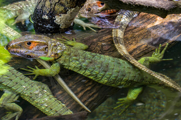 The Northern caiman lizard lies on the trunk. 
It is a species of lizard found in northern South America.
The body of the caiman lizard is very similar to that of a crocodile. 