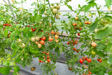 Tomatoes grown in the house of modern agricultural technology systems