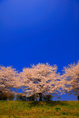 Fototapeta premium 桜
