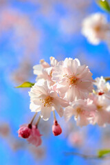 Fototapeta premium 桜