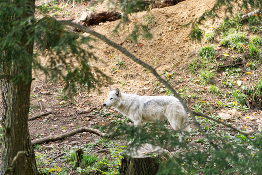A lone timber wolf in the woods