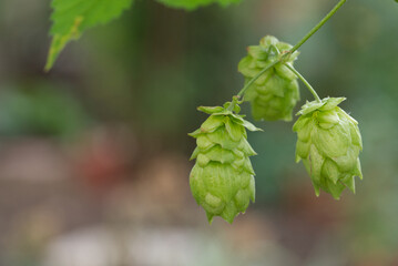 Cones of common hop (Humulus lupulus) with heavy blurred background, closeup shot