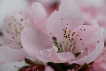 桃の花
