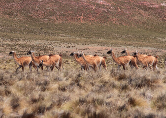 Naklejka na ściany i meble Andean wildlife. Herd of Guanacos grazing in the golden grassland in the mountains.