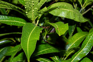 After rain Water Drops on Green leaves in the garden pattern background,