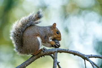 Naklejka na ściany i meble Eastern Grey Squirrel eating a Nut