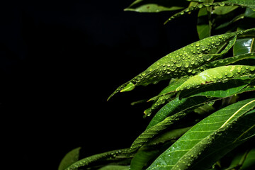 Rain Drops on small Plant after a Rainstorm Macro
