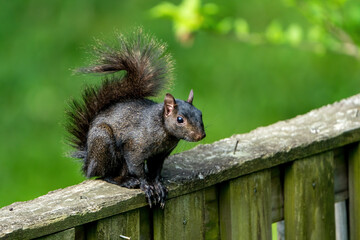 Naklejka na ściany i meble Black Squirrel on a Fence