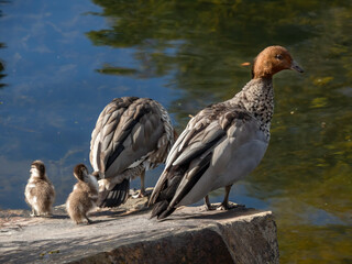 Ducks On Rock