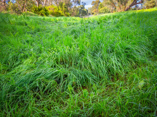 Sea Of Grass