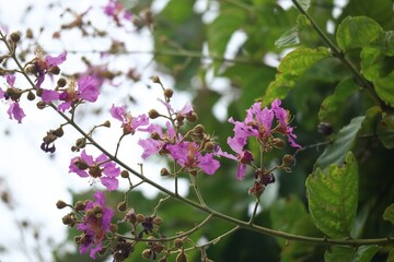 branch of lilac flowers