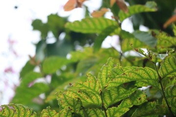 green leaves in the garden