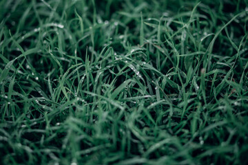Juicy lush green grass on meadow with drops of water dew in spring summer outdoors close-up macro, panorama. Beautiful image of purity and freshness of nature, copy space.