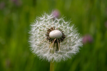 dandelion on green