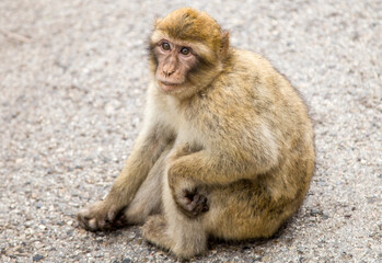 macaque monkey Gibraltar