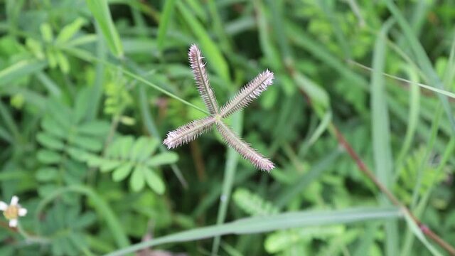 Crowfoot grass (Dactyloctenium aegyptium) green fresh blurred background gentle blown by the little wind in the field.