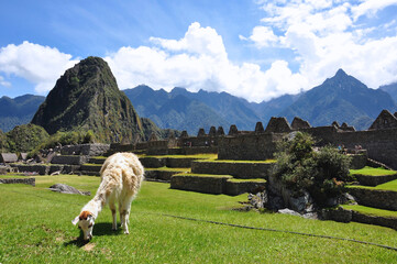 Cute llamas that live on the grounds of the ancient Incan city of Machu Picchu in Peru