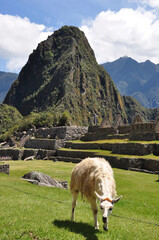 Cute llamas that live on the grounds of the ancient Incan city of Machu Picchu in Peru