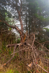 Fallen Tree With Wildfire Smoke in Background