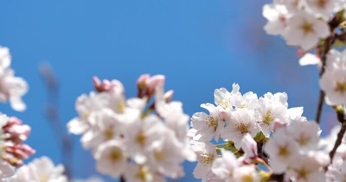 桜の花をティルト(チルト)ダウン撮影
