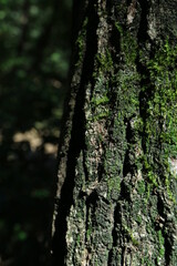 big tree trunk