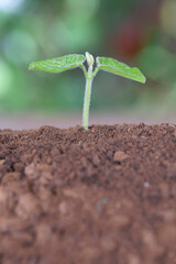 Green seedlings growing out of the soil in spring